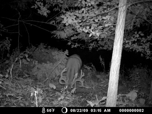 Trail Camera, Shed Hunting & Scouting Pics Photo